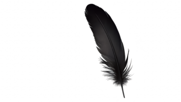 Feather png Blank Meme Template
