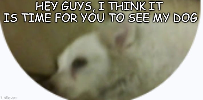 is he cute? | HEY GUYS, I THINK IT  IS TIME FOR YOU TO SEE MY DOG | image tagged in my dog max | made w/ Imgflip meme maker