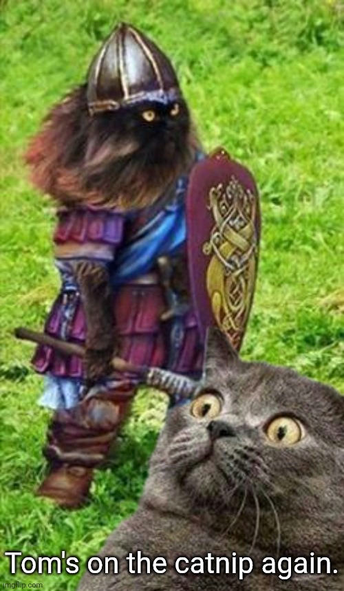Tom on Catnip | Tom's on the catnip again. | image tagged in viking cat | made w/ Imgflip meme maker