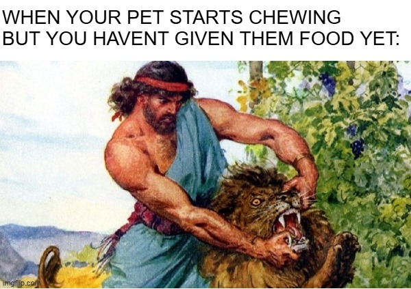 WHEN YOUR PET STARTS CHEWING BUT YOU HAVENT GIVEN THEM FOOD YET: | image tagged in pets | made w/ Imgflip meme maker