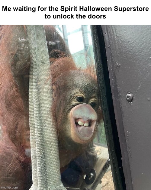 I have a coupon. Let me in. | Me waiting for the Spirit Halloween Superstore
to unlock the doors | image tagged in funny memes,halloween,decorating | made w/ Imgflip meme maker