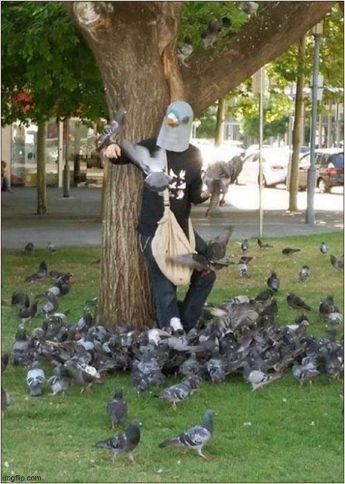 ♫ Now I'm The King Of The Pigeons ♫ | image tagged in king,pigeons | made w/ Imgflip meme maker
