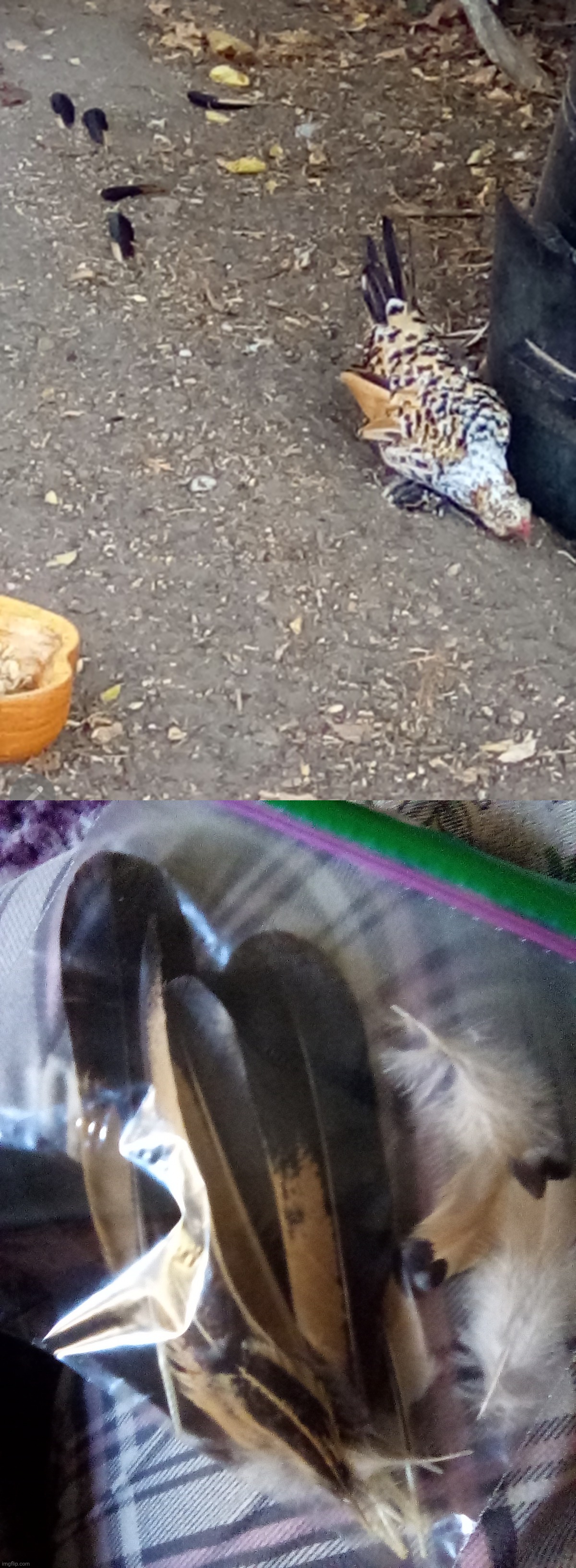 Meep is starting to molt. I'm going to be collecting her old feathers and washing them so I can do something | made w/ Imgflip meme maker