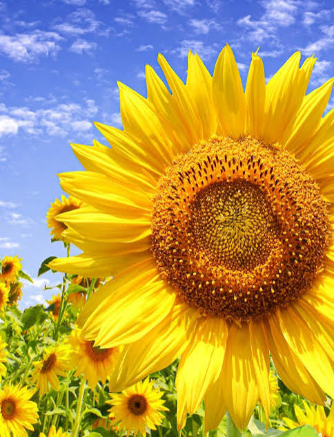 Sunflower Blank Meme Template