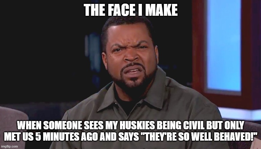 Huskies bahving? | THE FACE I MAKE; WHEN SOMEONE SEES MY HUSKIES BEING CIVIL BUT ONLY MET US 5 MINUTES AGO AND SAYS "THEY'RE SO WELL BEHAVED!" | image tagged in really ice cube,husky,behaved,huskies | made w/ Imgflip meme maker