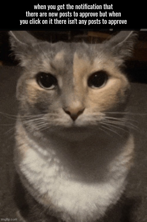 cat dead stare | when you get the notification that there are new posts to approve but when you click on it there isn't any posts to approve | image tagged in cat dead stare | made w/ Imgflip meme maker