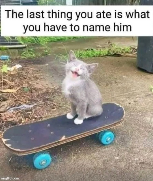 No cheating | image tagged in memes,cats | made w/ Imgflip meme maker