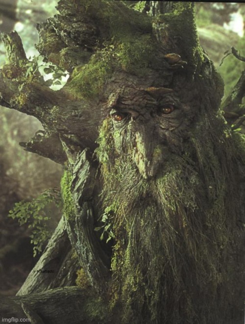 Tree Beard | image tagged in tree beard | made w/ Imgflip meme maker