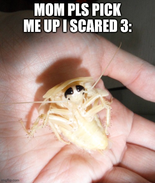 pinterest esq mez | MOM PLS PICK ME UP I SCARED 3: | image tagged in boog | made w/ Imgflip meme maker