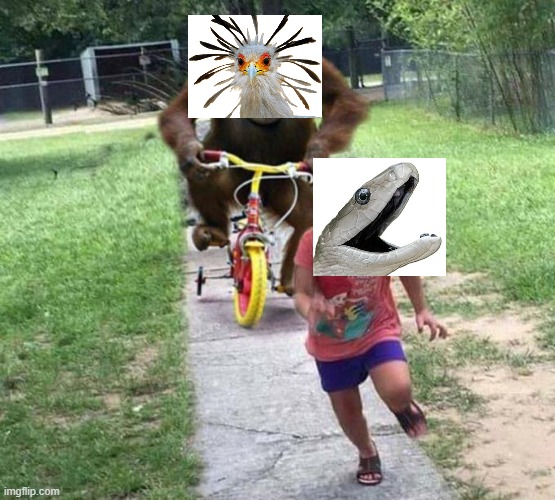 Secretary bird chasing screaming snake | image tagged in orangutan chasing kid on tricycle | made w/ Imgflip meme maker