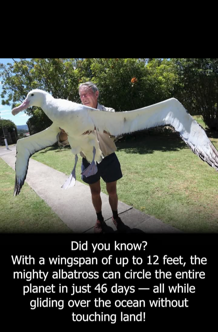 Funny Blank Meme Template