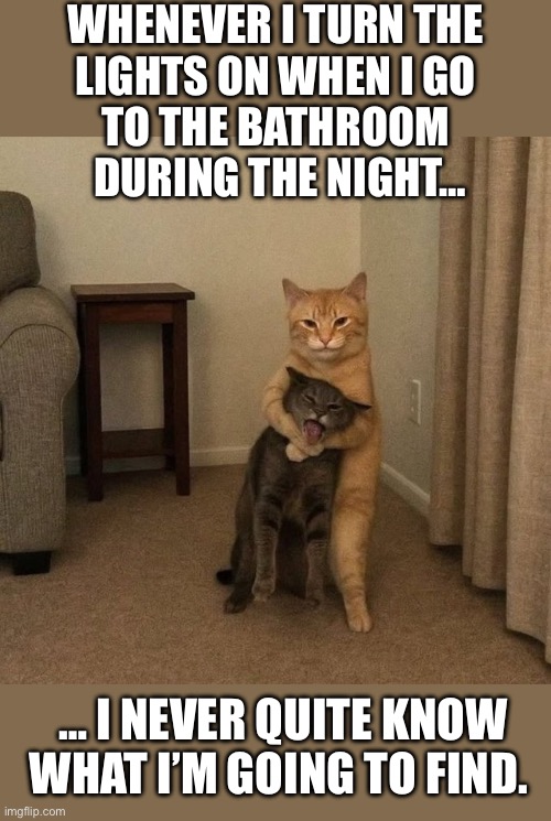 He always claims that he’s performing the Heimlich maneuver… | WHENEVER I TURN THE 
LIGHTS ON WHEN I GO 
TO THE BATHROOM 
DURING THE NIGHT…; … I NEVER QUITE KNOW WHAT I’M GOING TO FIND. | image tagged in cats,turn on the lights,headlock,mischief | made w/ Imgflip meme maker