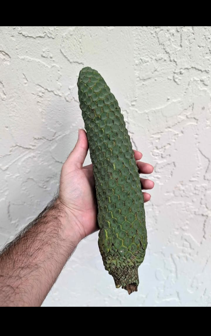 Funny Blank Meme Template