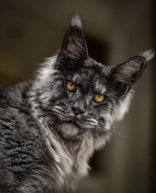 A wild looking domestic | image tagged in unbelievably beautiful | made w/ Imgflip meme maker