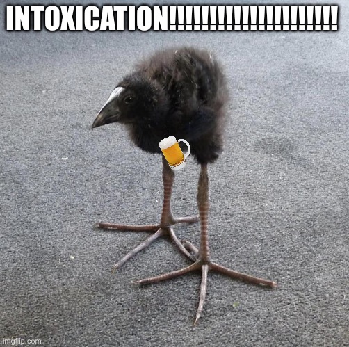 Pukeko chick | INTOXICATION!!!!!!!!!!!!!!!!!!!!! | image tagged in pukeko chick | made w/ Imgflip meme maker