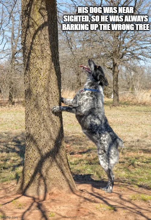 The dog was near sighted, so he was always barking up the wrong tree. | HIS DOG WAS NEAR SIGHTED, SO HE WAS ALWAYS BARKING UP THE WRONG TREE | image tagged in cats,dogs,funny,kittens,humor,barking | made w/ Imgflip meme maker