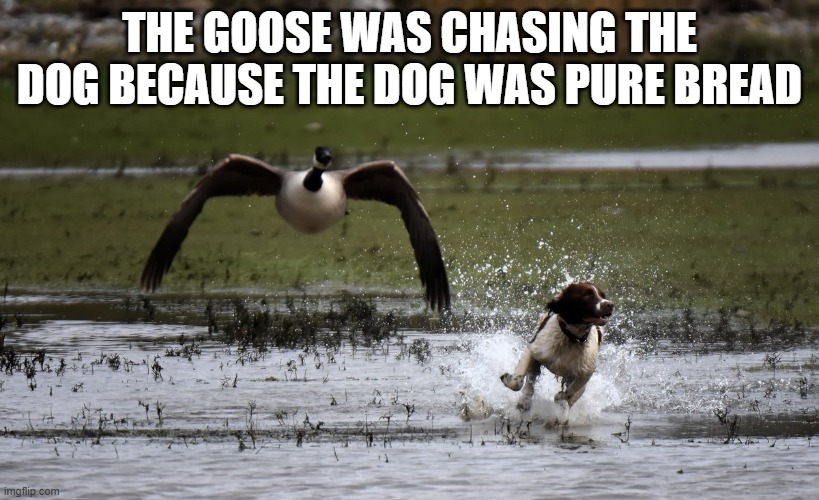 Goose chases dog because it is hungry and the dog is pure bread.  --  funny  -- | THE GOOSE WAS CHASING THE DOG BECAUSE THE DOG WAS PURE BREAD | image tagged in cats,dogs,play on words,funny,humor,goose chase | made w/ Imgflip meme maker
