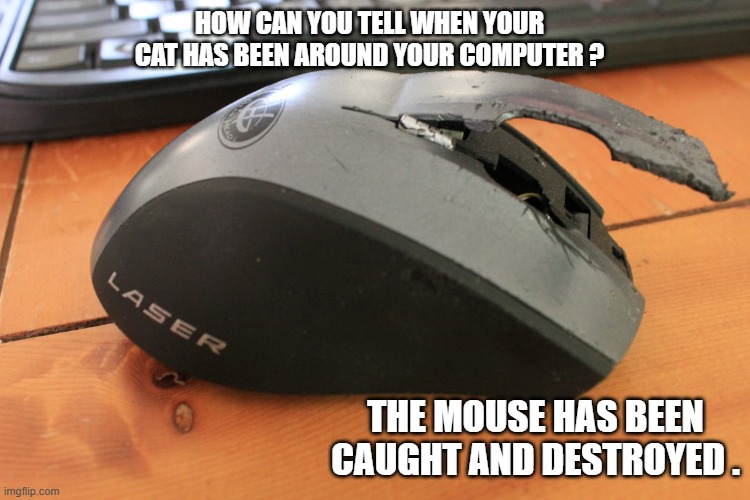If your cat has been around your computer. Your mouse might be caught & destroyed | HOW CAN YOU TELL WHEN YOUR CAT HAS BEEN AROUND YOUR COMPUTER ? THE MOUSE HAS BEEN CAUGHT AND DESTROYED . | image tagged in funny,cats,humor,kittens,computer,mouse | made w/ Imgflip meme maker