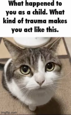 What happened to you as a child cat | image tagged in what happened to you as a child cat | made w/ Imgflip meme maker