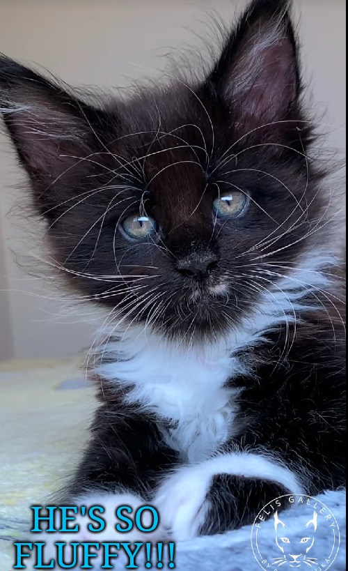 Come here, whisker face!! I'm all squirmy inside! He's so cute! | HE'S SO FLUFFY!!! | image tagged in omg he is so cute,i gotta touch them,marvelous creation | made w/ Imgflip meme maker