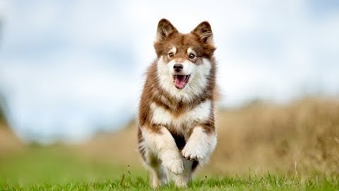 Dog running Blank Meme Template