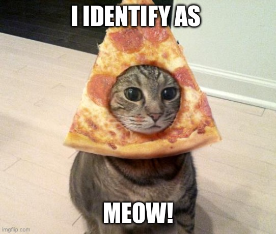 Cat pizza identify reveal | I IDENTIFY AS; MEOW! | image tagged in pizza cat,pro,nouns,firstworldcatproblems | made w/ Imgflip meme maker
