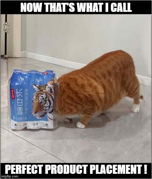 There's A Tiger In Your House ! | NOW THAT'S WHAT I CALL; PERFECT PRODUCT PLACEMENT ! | image tagged in cats,now thats what i call,tiger,cat food,product,placement | made w/ Imgflip meme maker