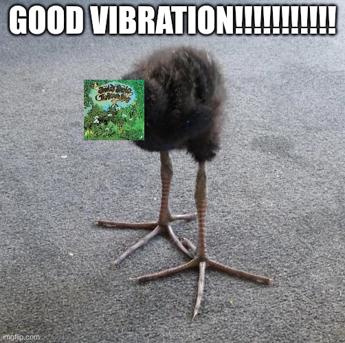 Beach Boys reference | GOOD VIBRATION!!!!!!!!!!! | image tagged in pukeko chick | made w/ Imgflip meme maker