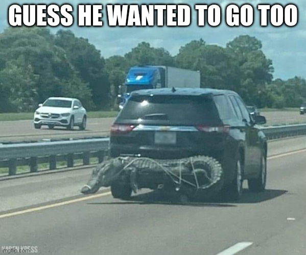 Don't Worry He'll Never Notice | GUESS HE WANTED TO GO TOO | image tagged in gator,road,car | made w/ Imgflip meme maker