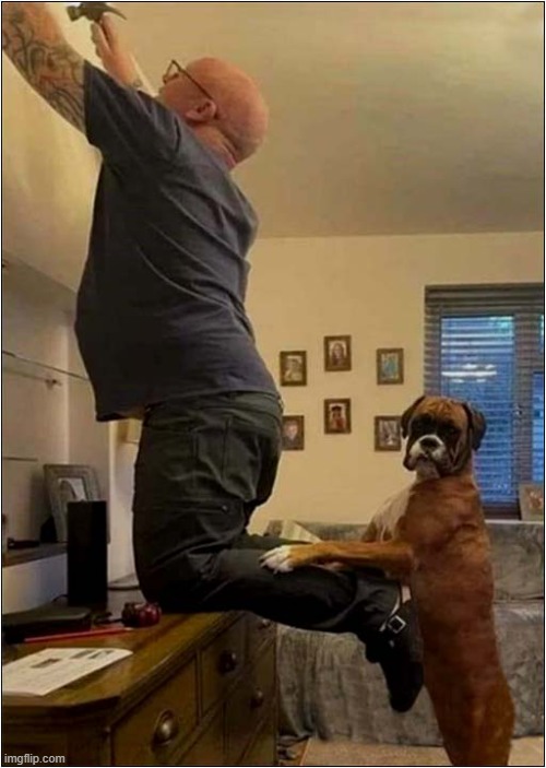 He Needs a Steadying Paw ! | image tagged in dogs,diy,steady,paw | made w/ Imgflip meme maker