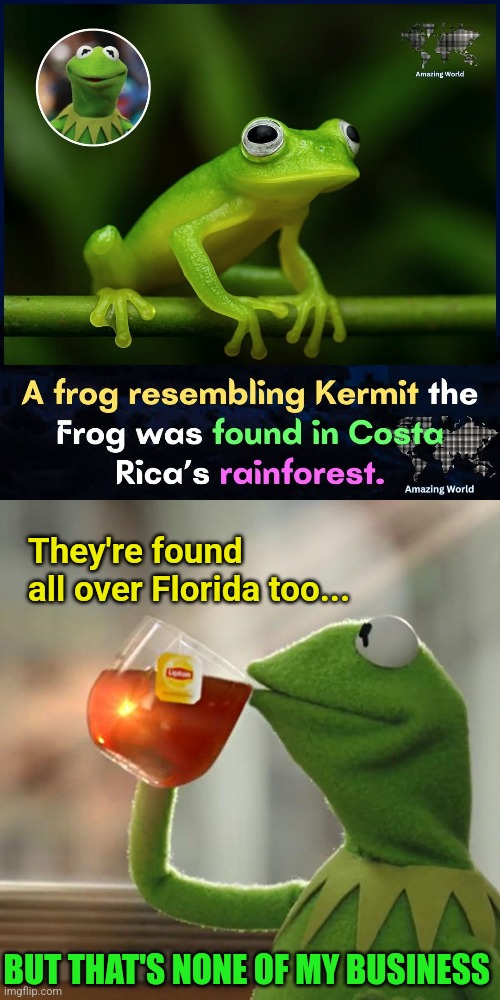Kermits.  Kermits everywhere! | They're found all over Florida too... BUT THAT'S NONE OF MY BUSINESS | image tagged in memes,but that's none of my business,kermit the frog,rainforest,florida,frogs | made w/ Imgflip meme maker