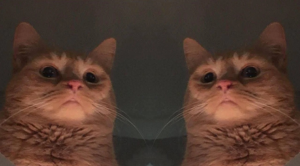 The Cat Cult Blank Meme Template