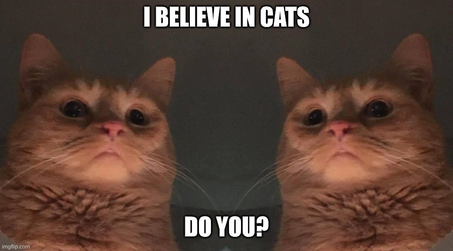Cult of Cats | I BELIEVE IN CATS; DO YOU? | image tagged in the cat cult | made w/ Imgflip meme maker