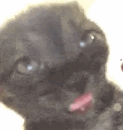 Sleepy black cat Blank Meme Template