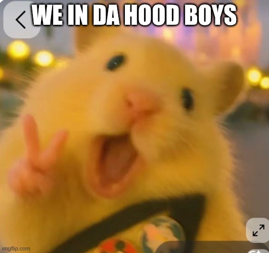 WE IN DA HOOD BOYS | WE IN DA HOOD BOYS | image tagged in funny,hamster | made w/ Imgflip meme maker