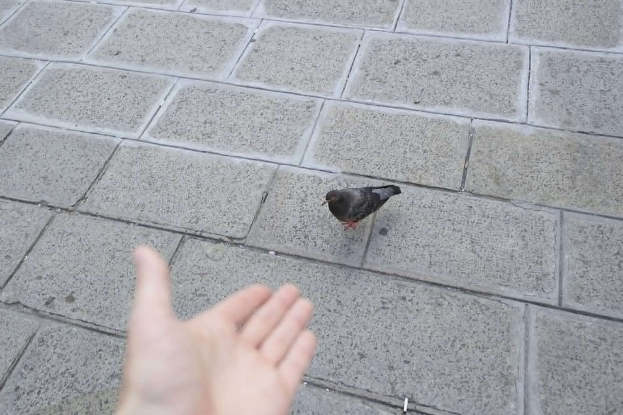 Awkward Pidgeon Blank Meme Template