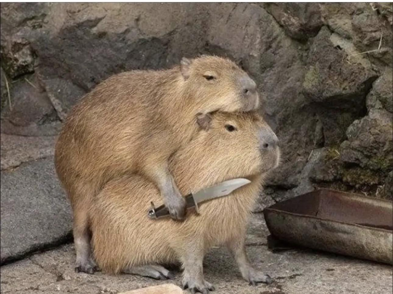 Capybara Blank Meme Template