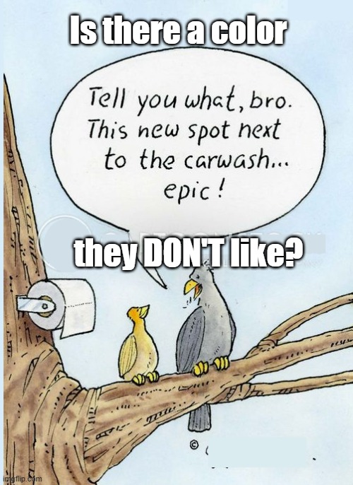 Is there a color; they DON'T like? | image tagged in birds,cars | made w/ Imgflip meme maker