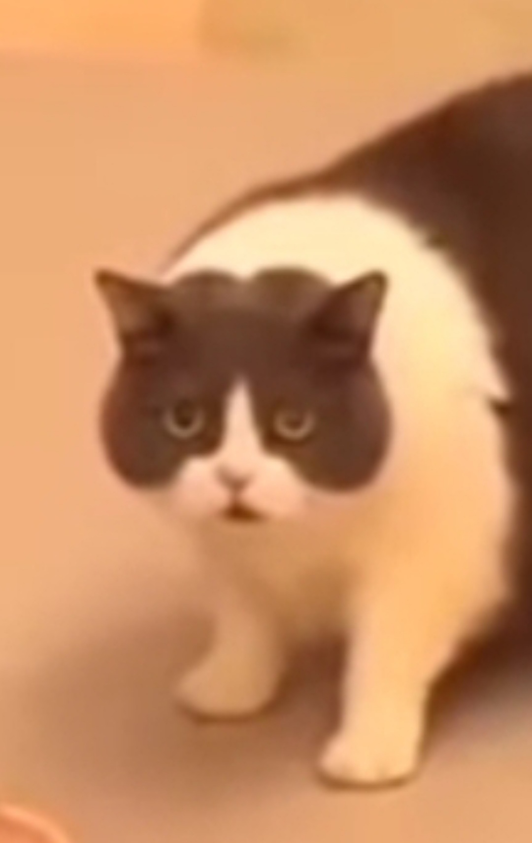 No f*ckin way cat Blank Meme Template