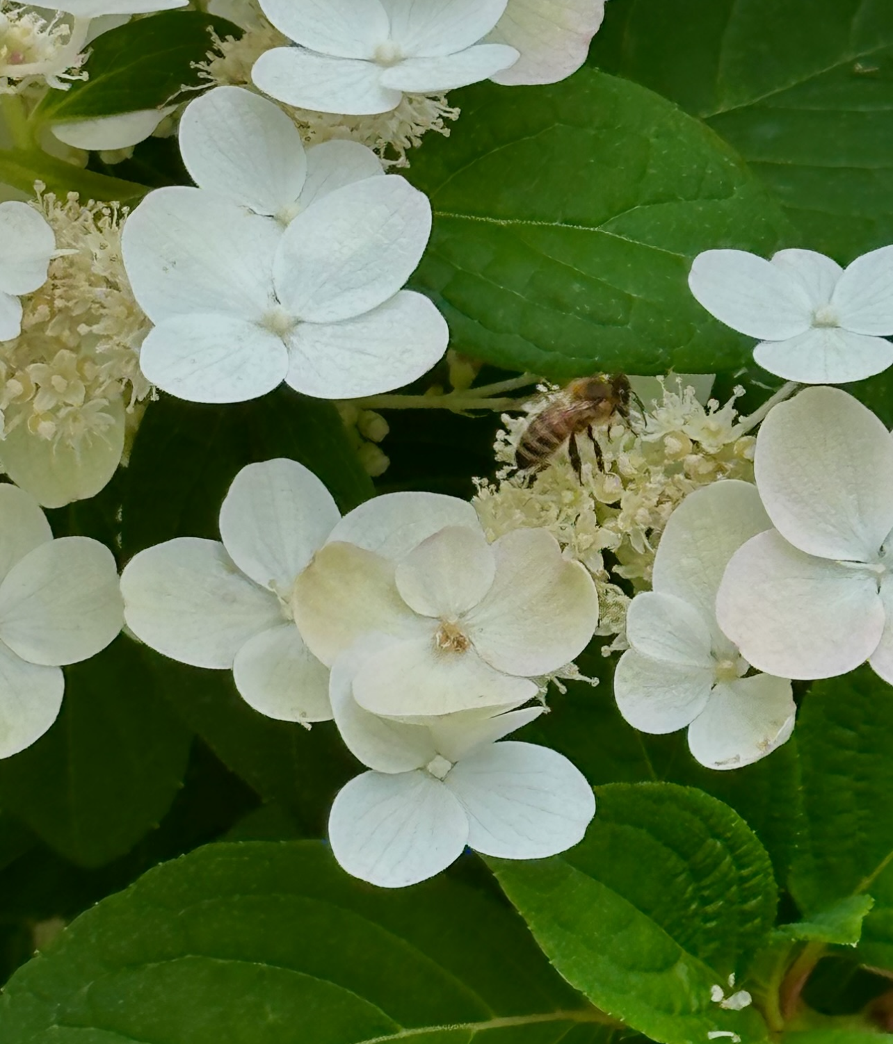 bee Blank Meme Template