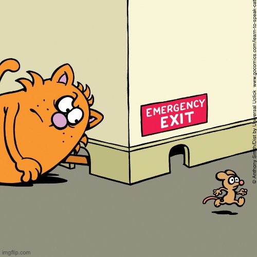 Learn to Speak Cat | image tagged in cats,learn to speak cat,mouse,emergency exit,escape | made w/ Imgflip meme maker