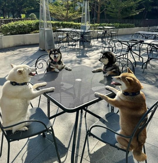 dog table Blank Meme Template
