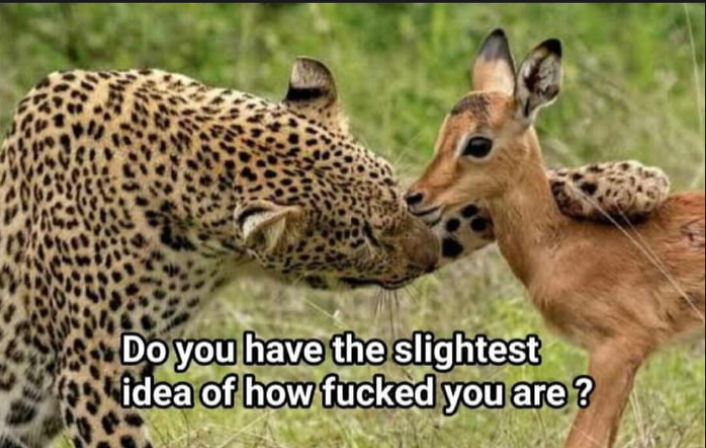 High Quality Tiger and Deer Blank Meme Template