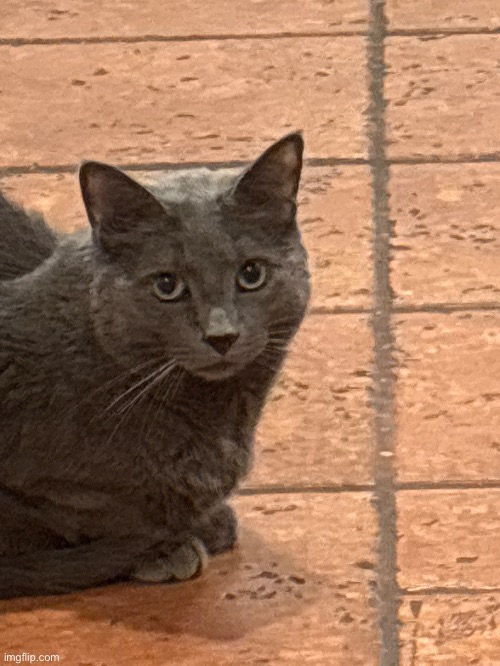 here's a photo of my cat idk | made w/ Imgflip meme maker