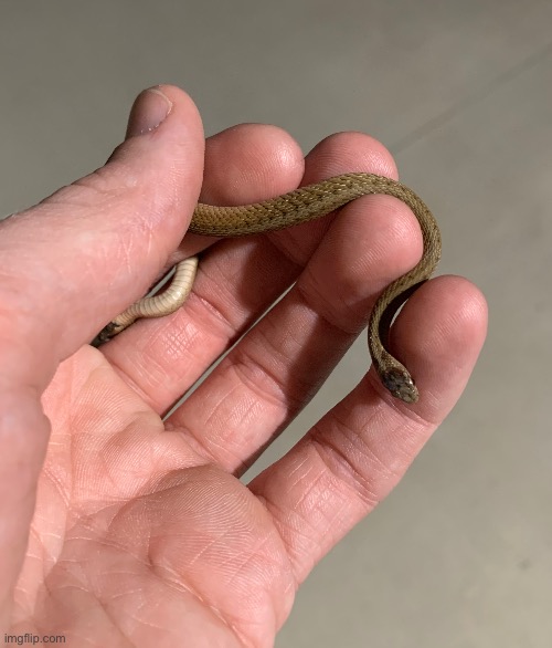 BABY SNAKE | made w/ Imgflip meme maker