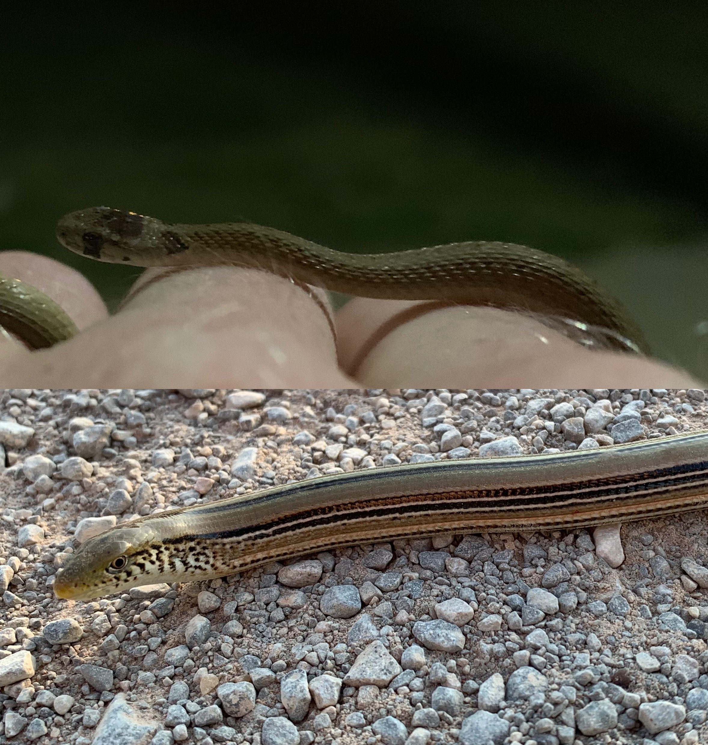 Snake vs Legless lizard | made w/ Imgflip meme maker