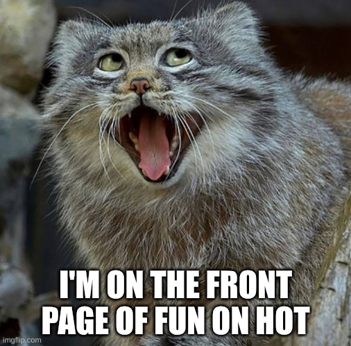 So Happy Cat | I'M ON THE FRONT PAGE OF FUN ON HOT | image tagged in so happy cat | made w/ Imgflip meme maker