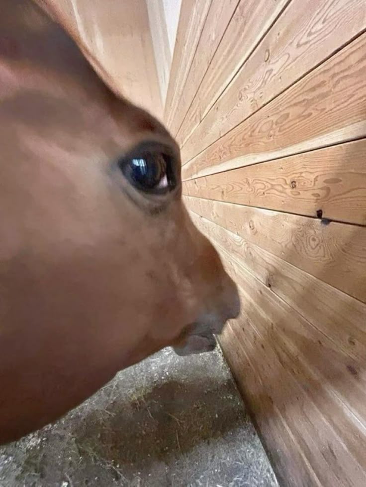 horse Blank Meme Template