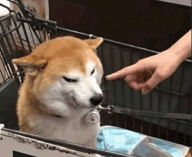 No horny no text Blank Meme Template