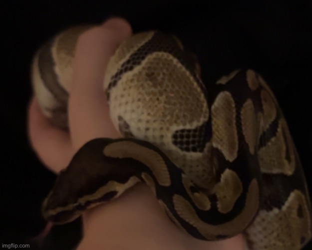 snek | made w/ Imgflip meme maker